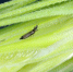 Пшеничный трипс – (имаго)  (Haplothrips tritic) - Газета Знамя